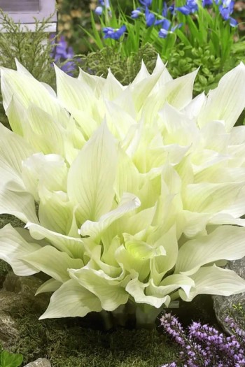 Хоста Вайт Фезер|Hosta White Feather|Хоста Вайт Фезер